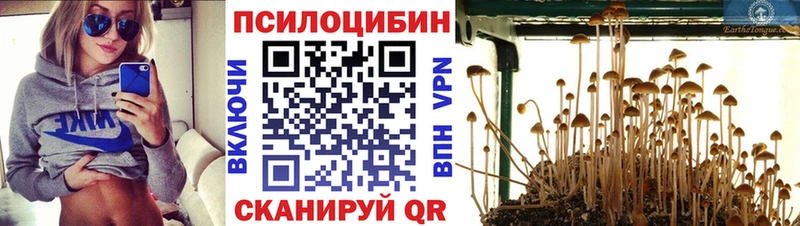 Галлюциногенные грибы Psilocybine cubensis  Купить  Лениногорск 